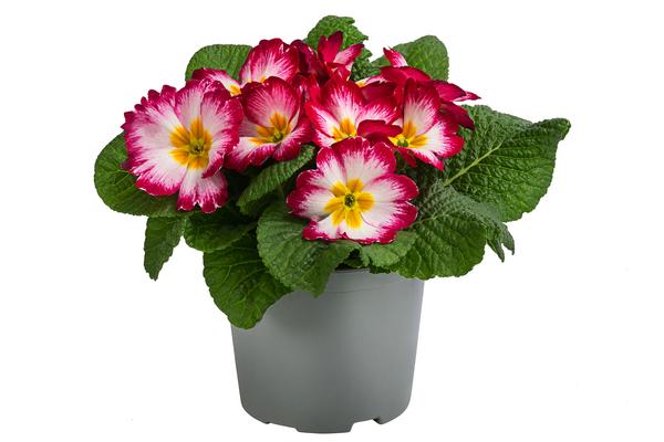 Primel in Sonderfarben, verschiedene Farben