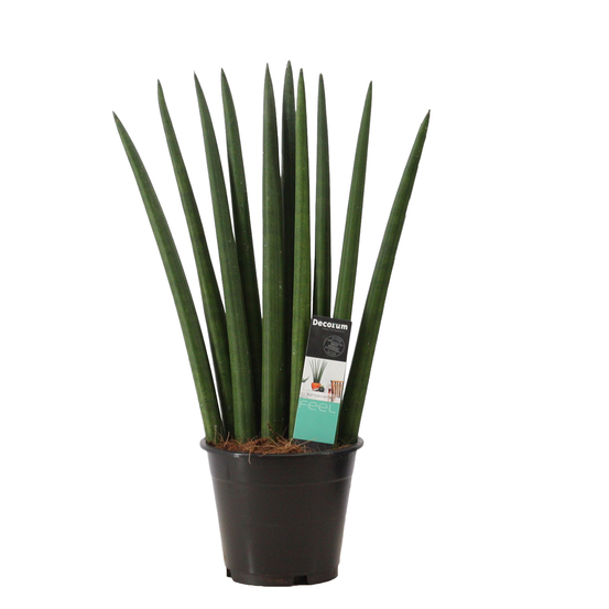 Sanseveria cylindrica Fan - pot D12cm