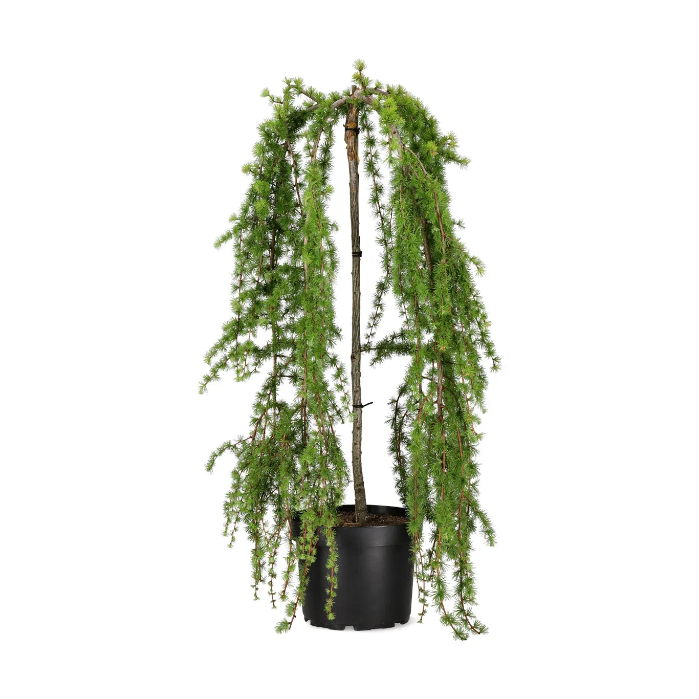 Larix kaempferi 'Boring Weeper' Japansk hengelerk 'Boring Weeper' Høyde 140-160 cm
