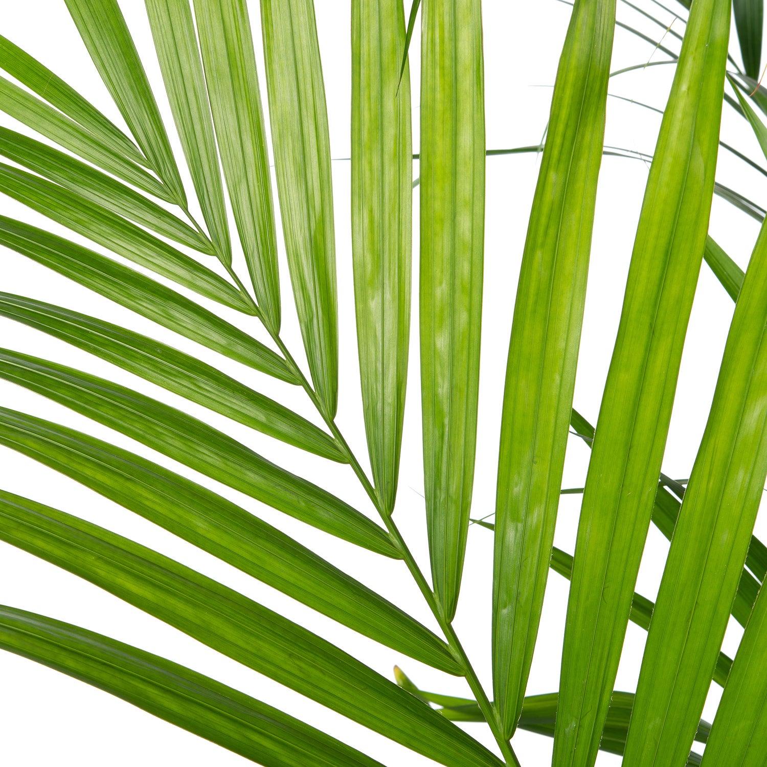 Kentiapalm (Howea forsteriana) D 34 H 200 cm