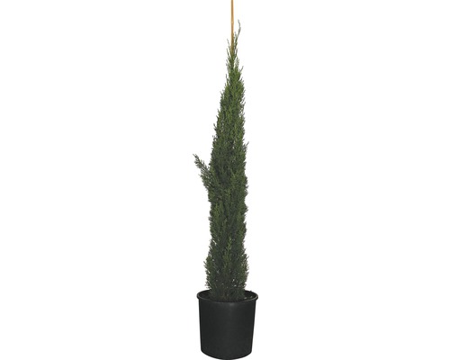 Mediterrane cipres 'Totem' FloraSelf Cupressus sempervirens 'Totem' H 125-150 cm Co 12 L