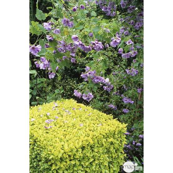 Ligustrum ovalifolium ' Aureum ' : H 40/60 ctr 3 litres
