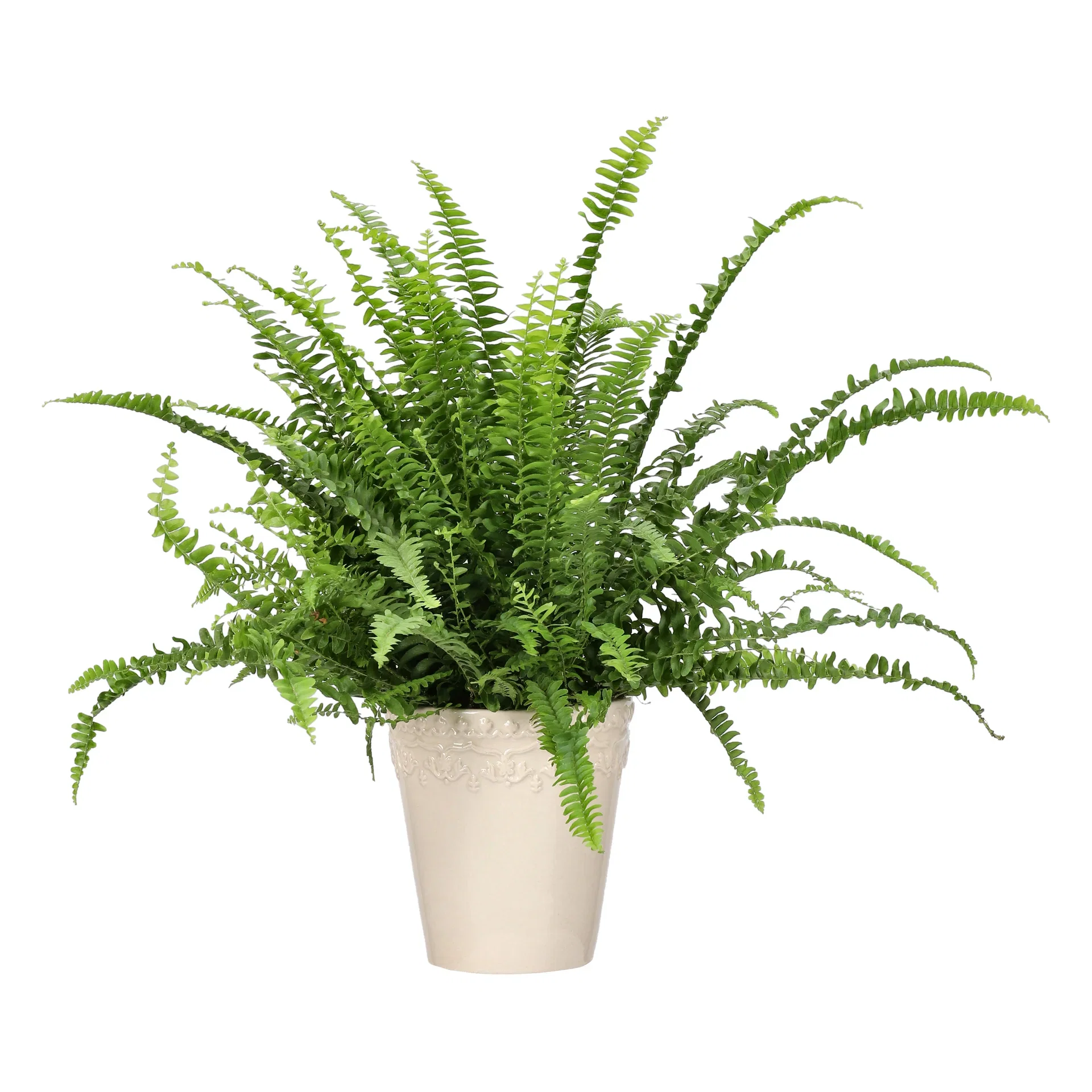 Nephrolepis exaltata 'Green Lady' Bostonbregne Høyde 30 cm
