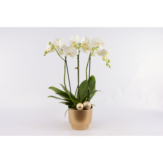 Compo de Noël Orchidée Phalaenopsis 3 tiges - pot D17cm