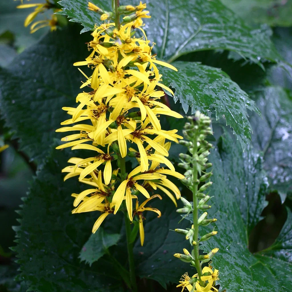 Ligularia przewalskii Aksnøkkeltunge Ø11 cm