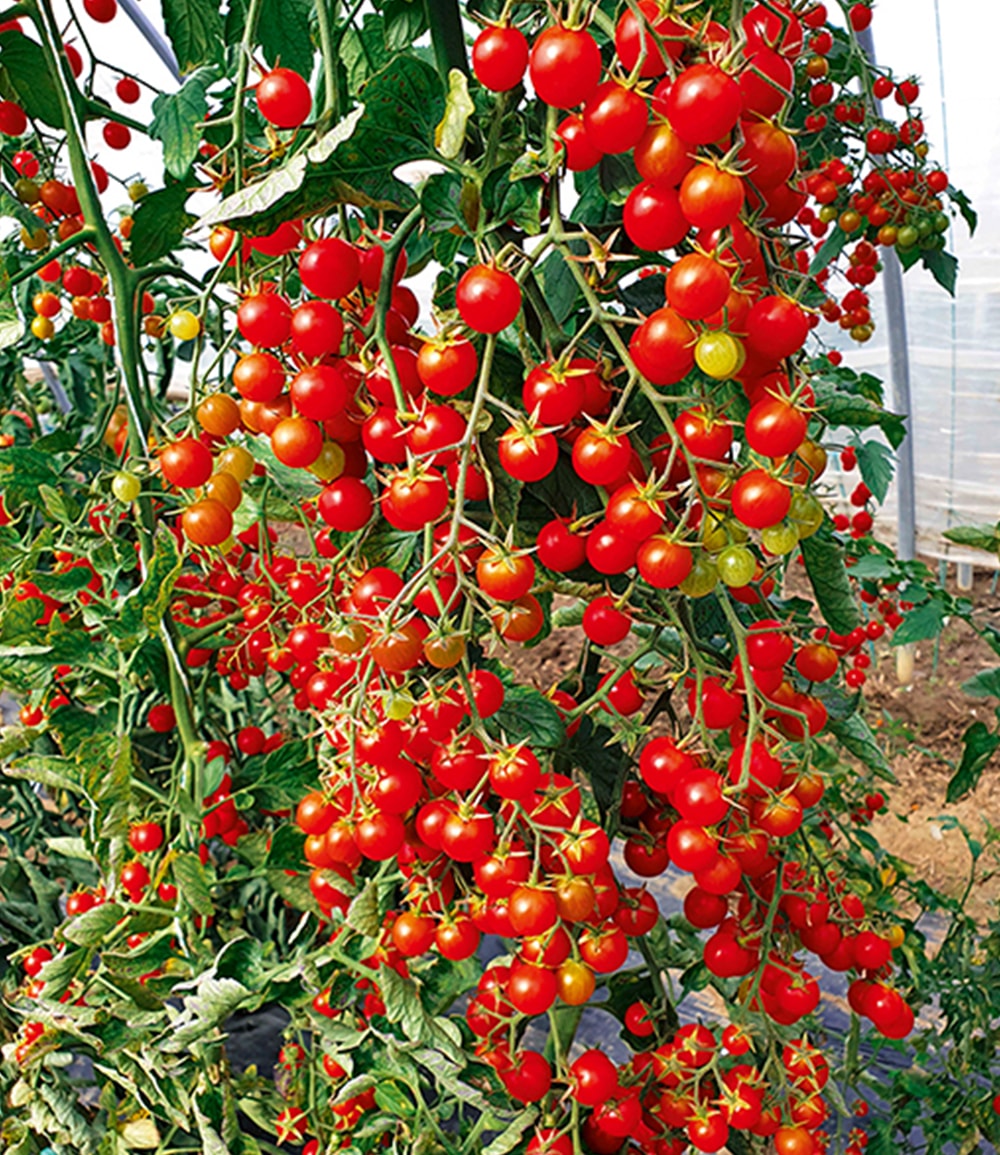 Snack-Tomate 'Perlino rot'