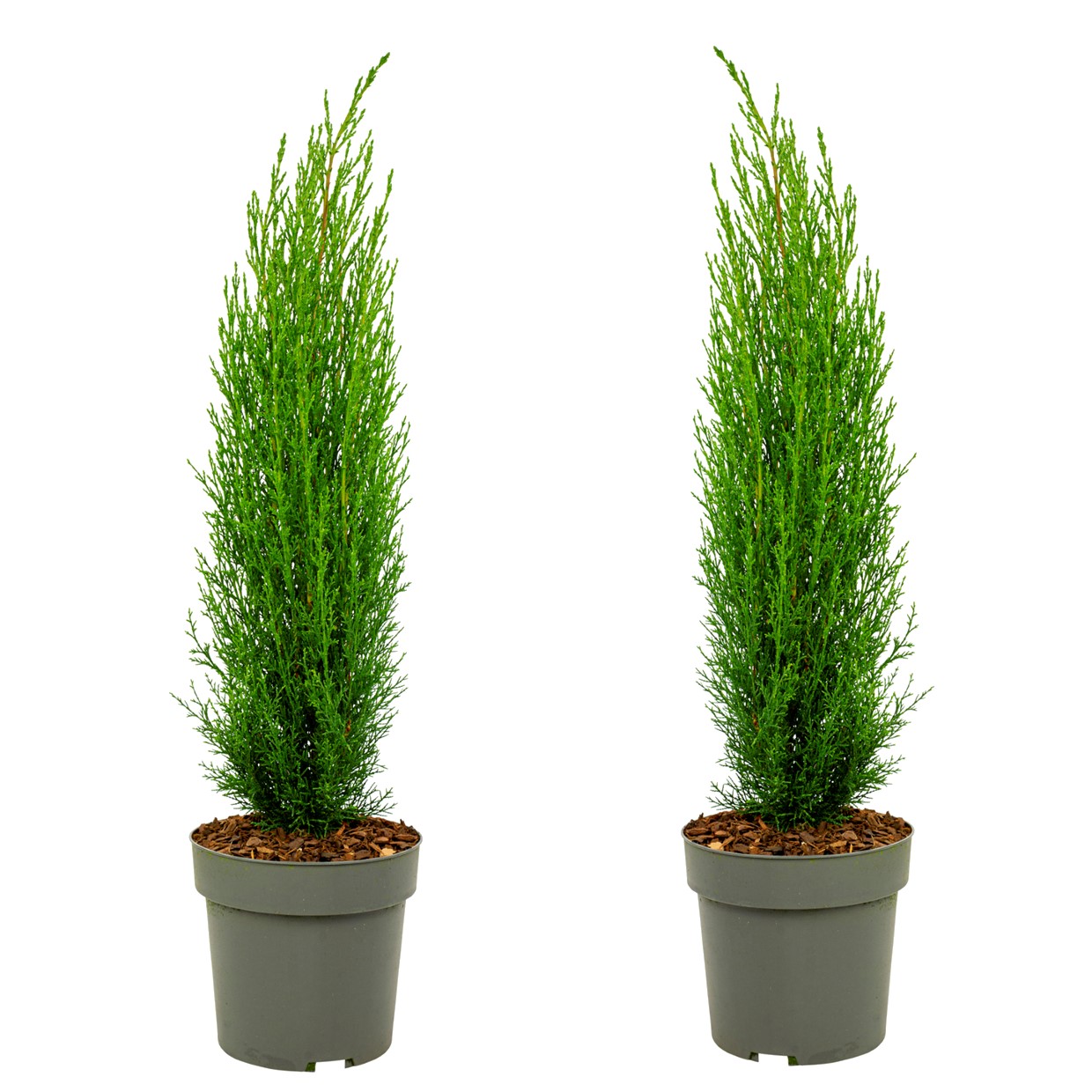 Cupressus sempervirens - set de 2 - cyprès - pot 19cm - hauteur 70-80cm