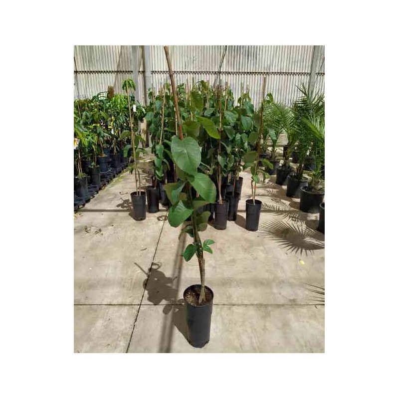 Annona cherimola (cherimoya) jaune - taille pot de 2 litres - 60/80 cm