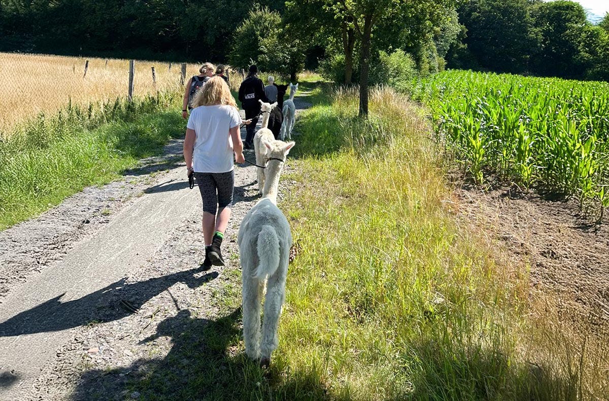 Feierabend-Walk mit Alpakas für 2
