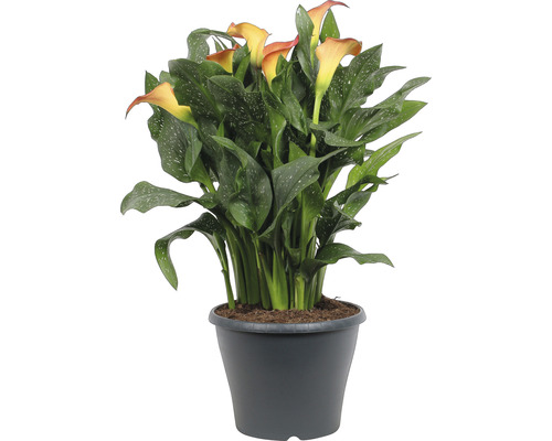Calla, Zantedeschia MIX FloraSelf H 30-45 cm Ø 23 cm pot diverse soorten
