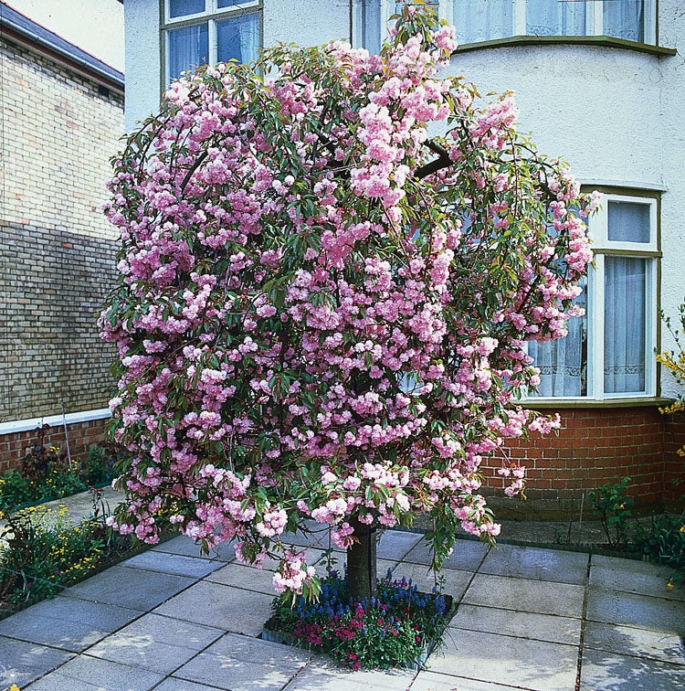 Japanse sierkers (Prunus serrulata 'Kiku-Shidare-Zakura') D 32 H 200 cm