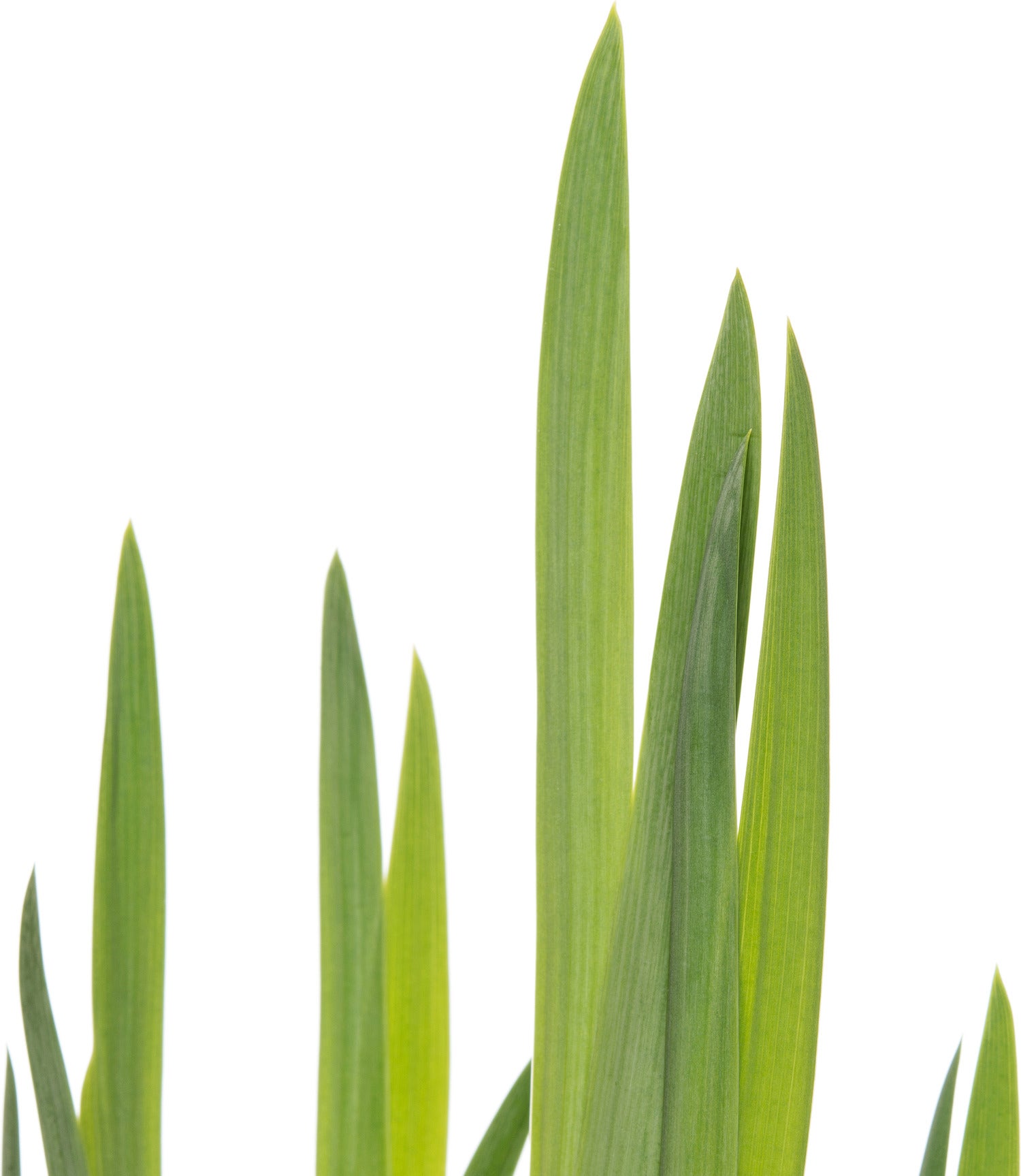 Gele lis (Iris pseudacorus) D 18 H 30 cm
