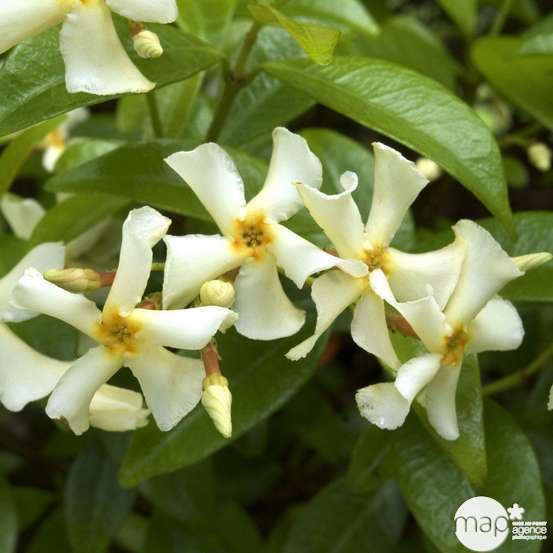 Trachelospermum Jasminoïdes : ctr 6L