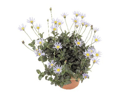 Capaster FloraSelf Felicia amelloides Ø 10.5 cm pot