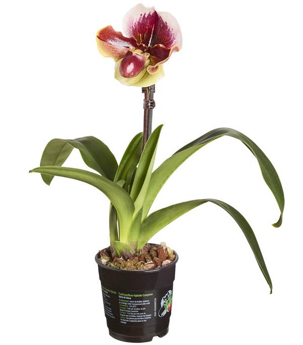 Frauenschuh - Paphiopedilum hybride,
