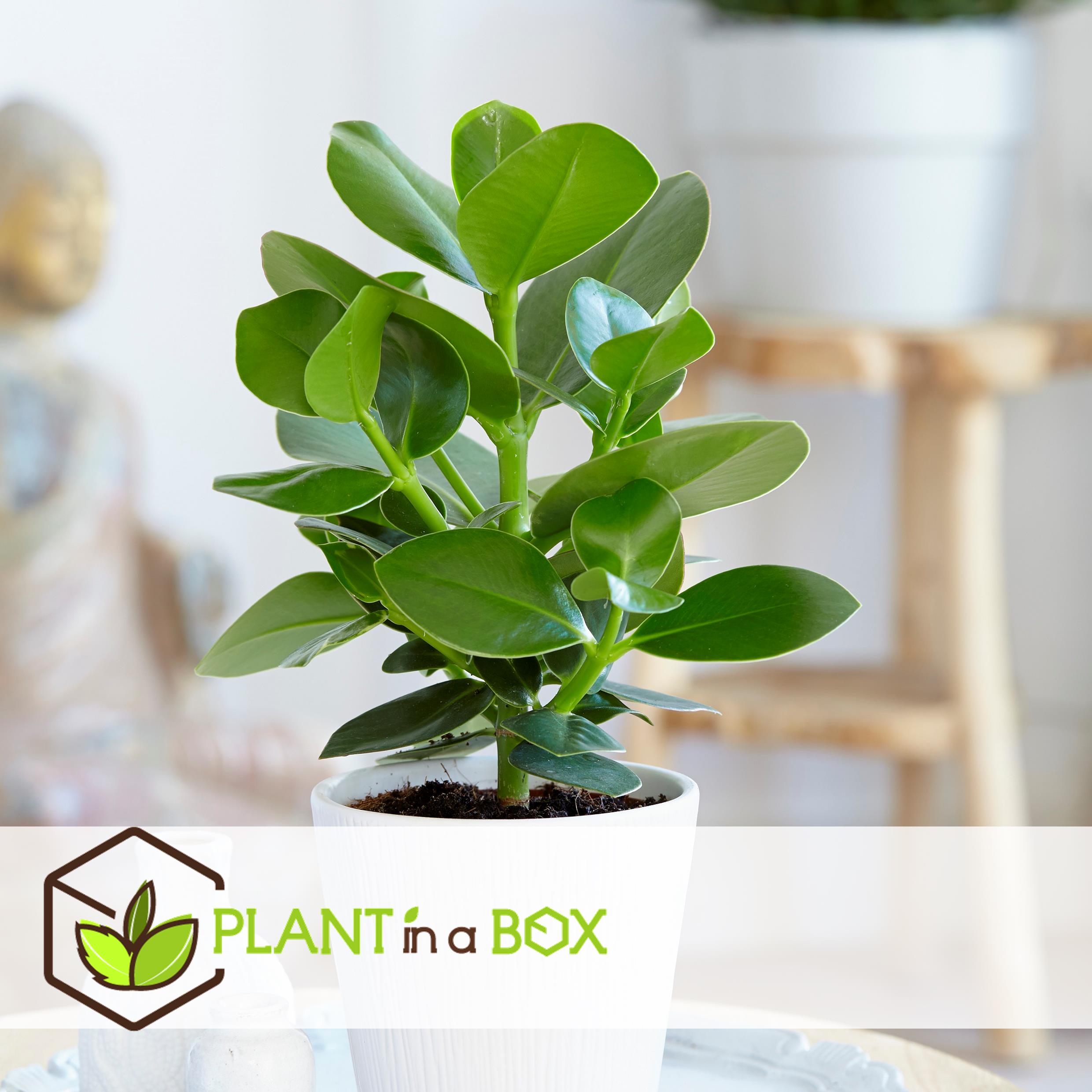 Plantes d'intérieur purificatrices d'air - mix de 5 - pot 12cm - hauteur 25-40cm