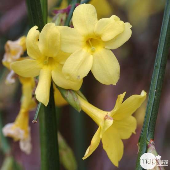 Jasminum nudiflorum ech : ctr de 3 Litres