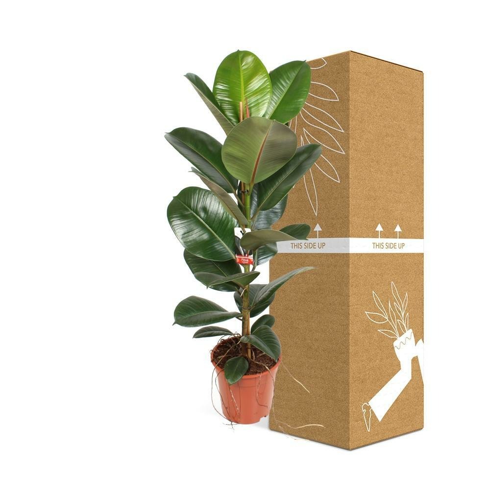 Plante d'intérieur - ficus elastica robusta 95.0cm