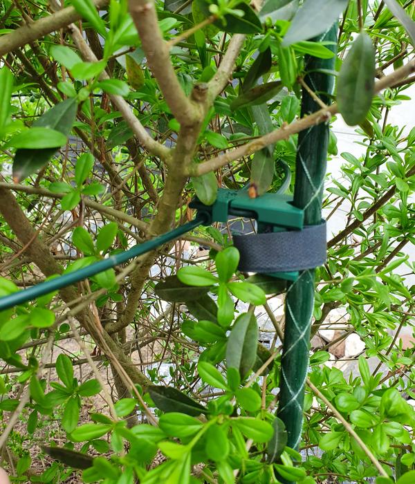 Dehner Fiberglas-Pflanzenstab