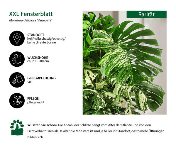 XXL Fensterblatt - Monstera deliciosa