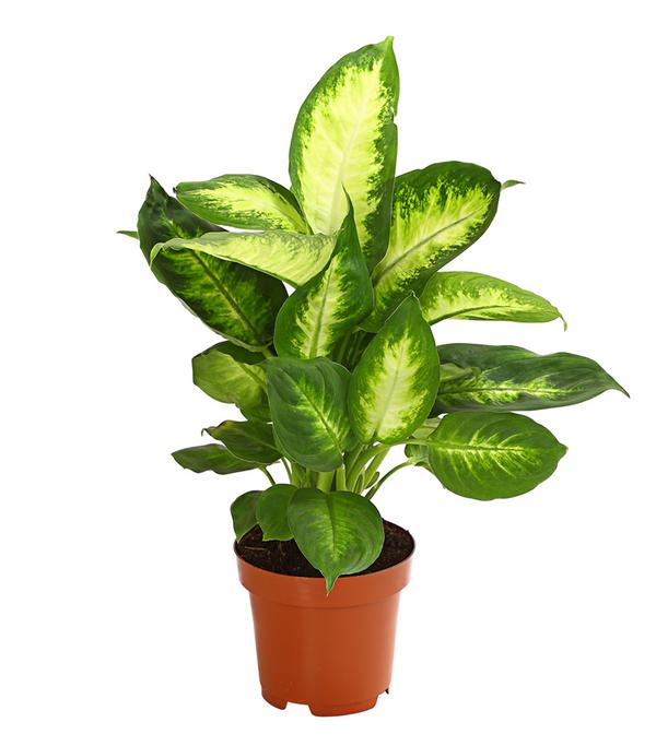 Dieffenbachie - Dieffenbachia maculata,