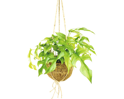 Kokodama hangpot FloraSelf Monstera, hoogte inclusief pot ca. 35 cm, potdiameter 17 cm