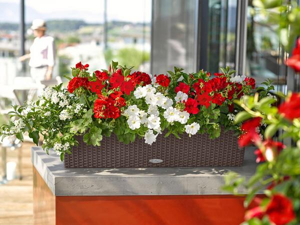 LECHUZA® Kunststoff-Kasten Balconera Cottage,