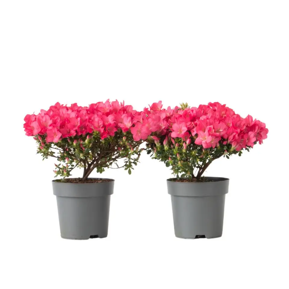 Japanse azalea - Set van 2 - Rhododendron 'Anouk' - Hoogte 25-40cm - ⌀17cm