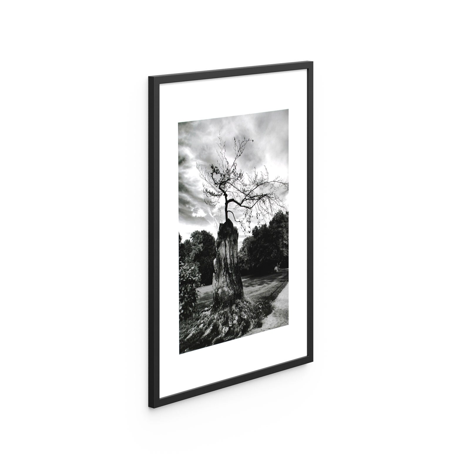 Bild gerahmt Baum 50 x 70