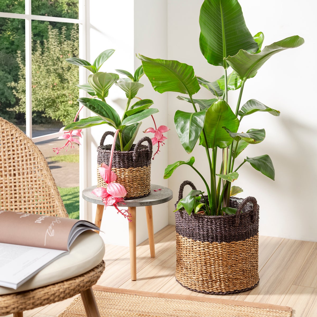 Scheurich Seagrass 37, plantenbak/mandpot met handgrepen van zeegras, kleur: Notenbruin, diameter 38 cm, hoogte 33 cm, inhoud 37,4 l.