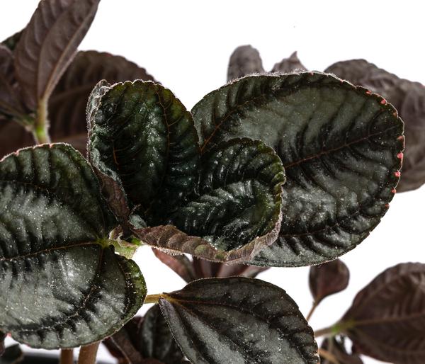 Bio Kanonierblume - Pilea involucrata