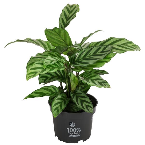 Korbmarante - Calathea 'Freddy'