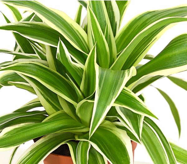 Grünlilie - Chlorophytum comosum 'Variegata'