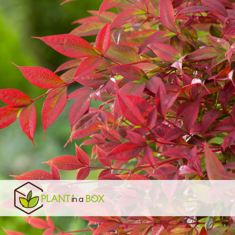 Nandina obsessed - ensemble de 2 - pot 17cm - hauteur 25-40cm