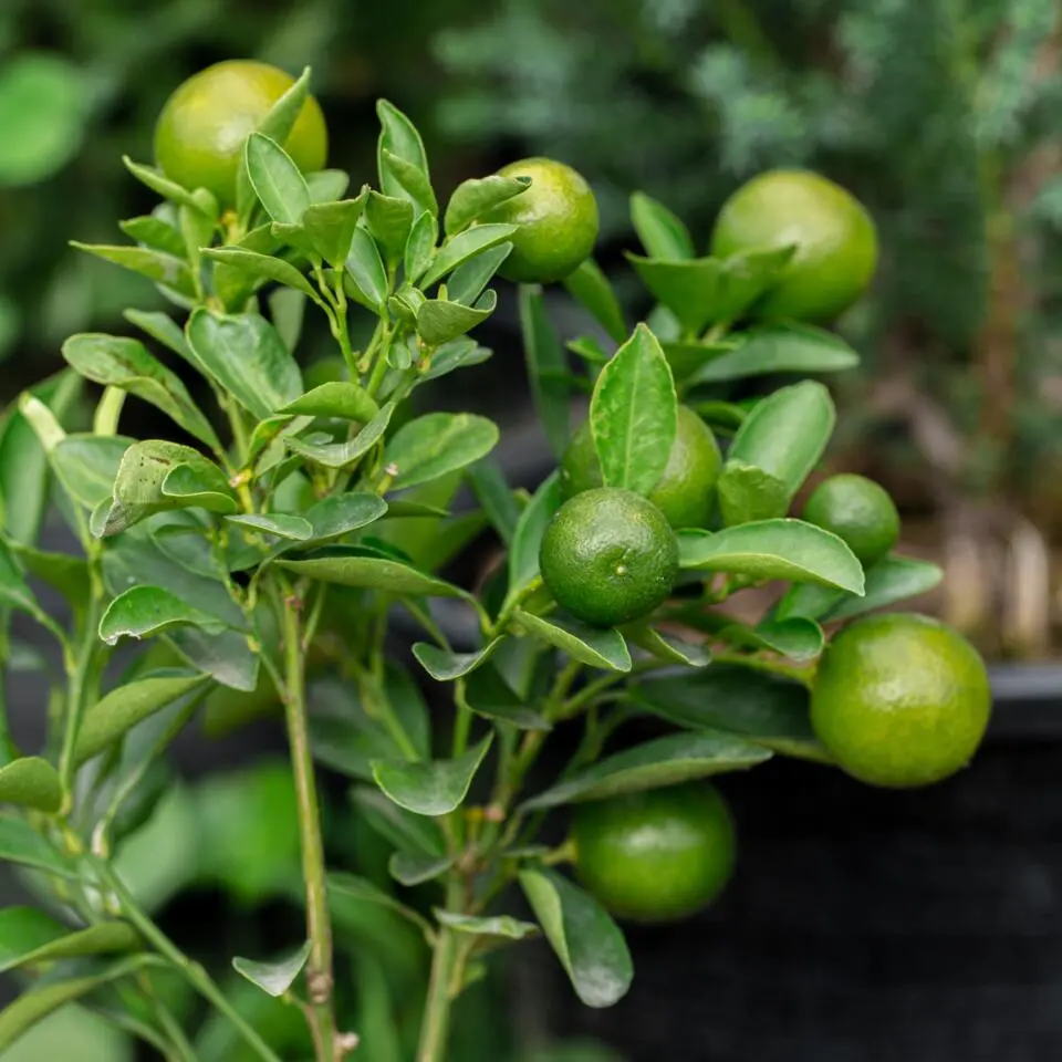 Limoenboom - Set van 3 - Citrus aurantifolia - Hoogte 25-40cm - ⌀9cm