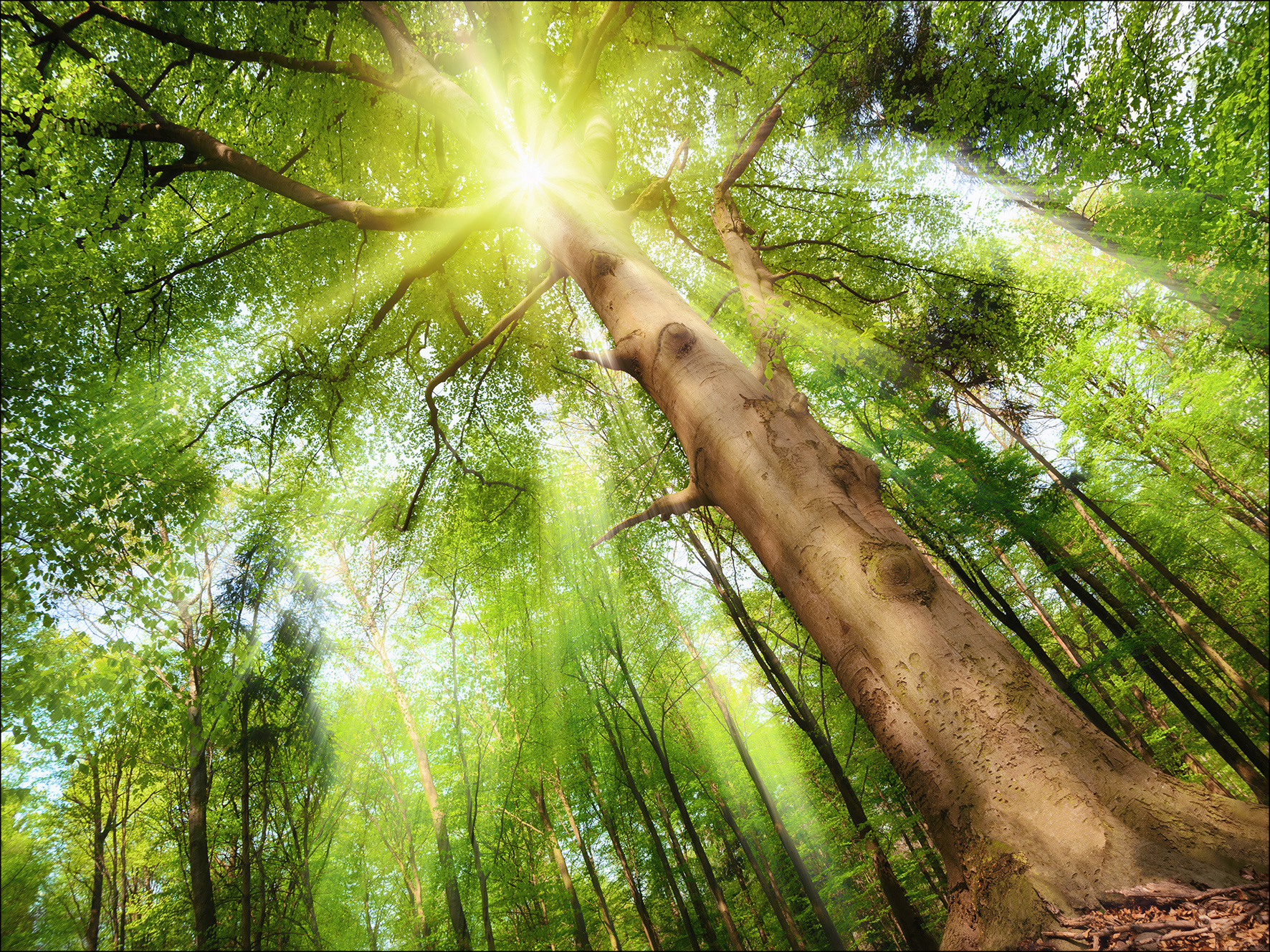 Keilrahmenbild TOWARDS THE SUN