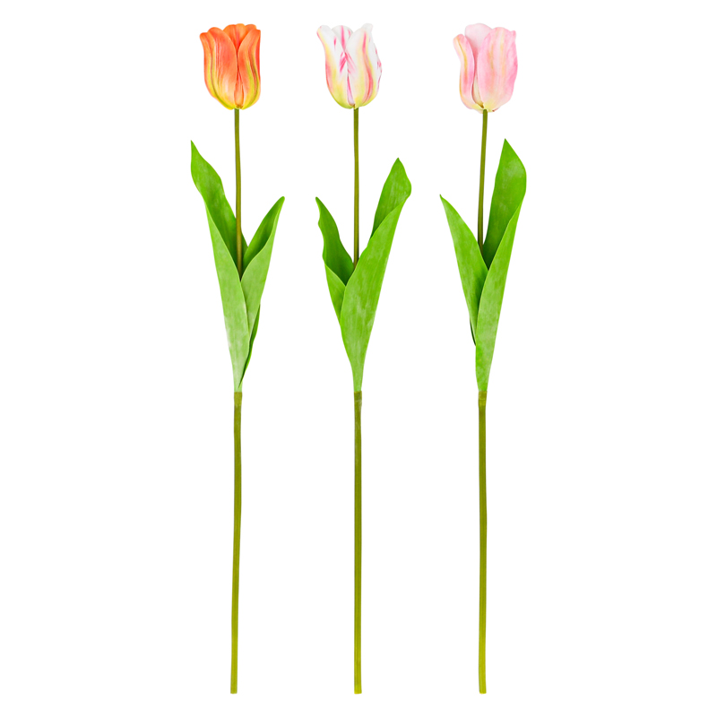 Tige de tulipe