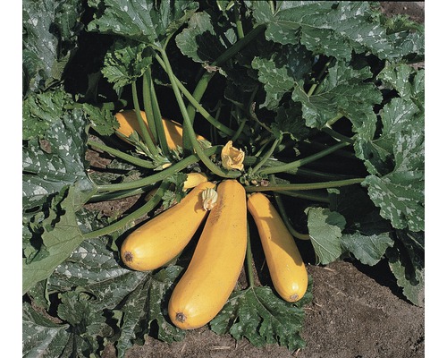 Gele courgette (Cucurbita pepo) pot Ø 9 cm