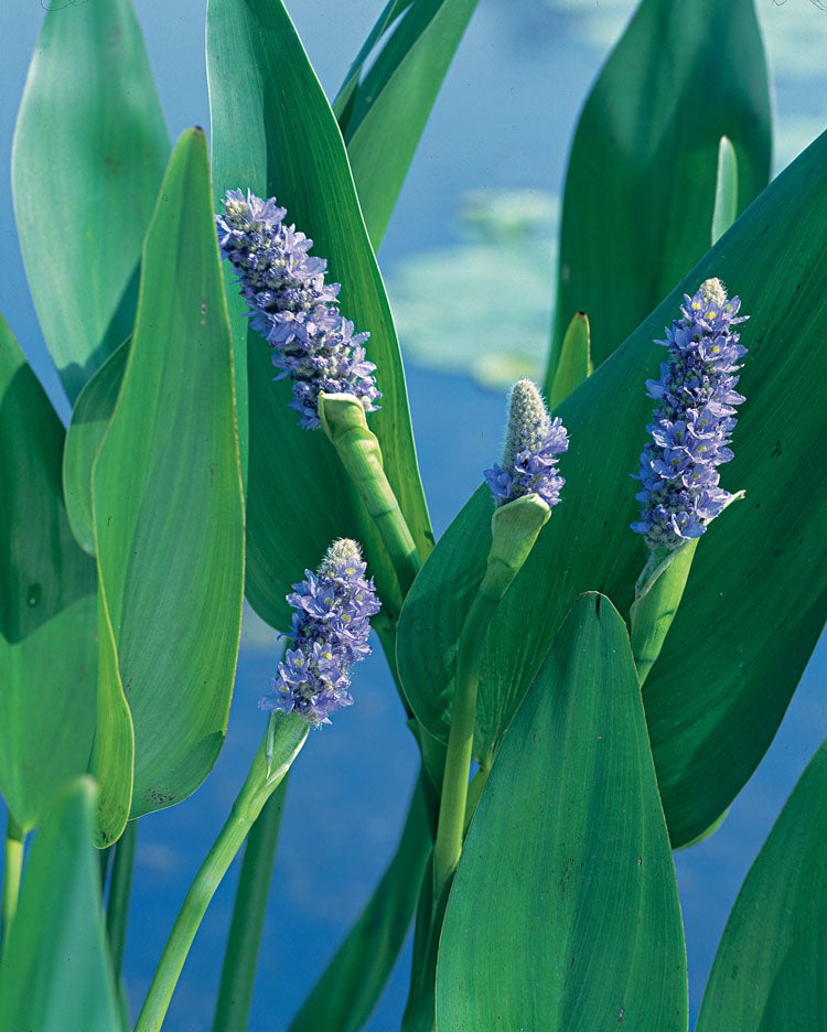 Reuze Snoekkruid Blauw (Pontederia lanceolata) D 18 H 30 cm