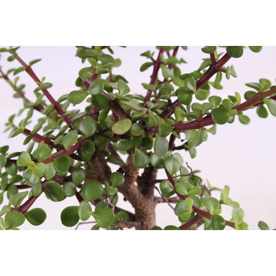 Kit Bonsai DIY