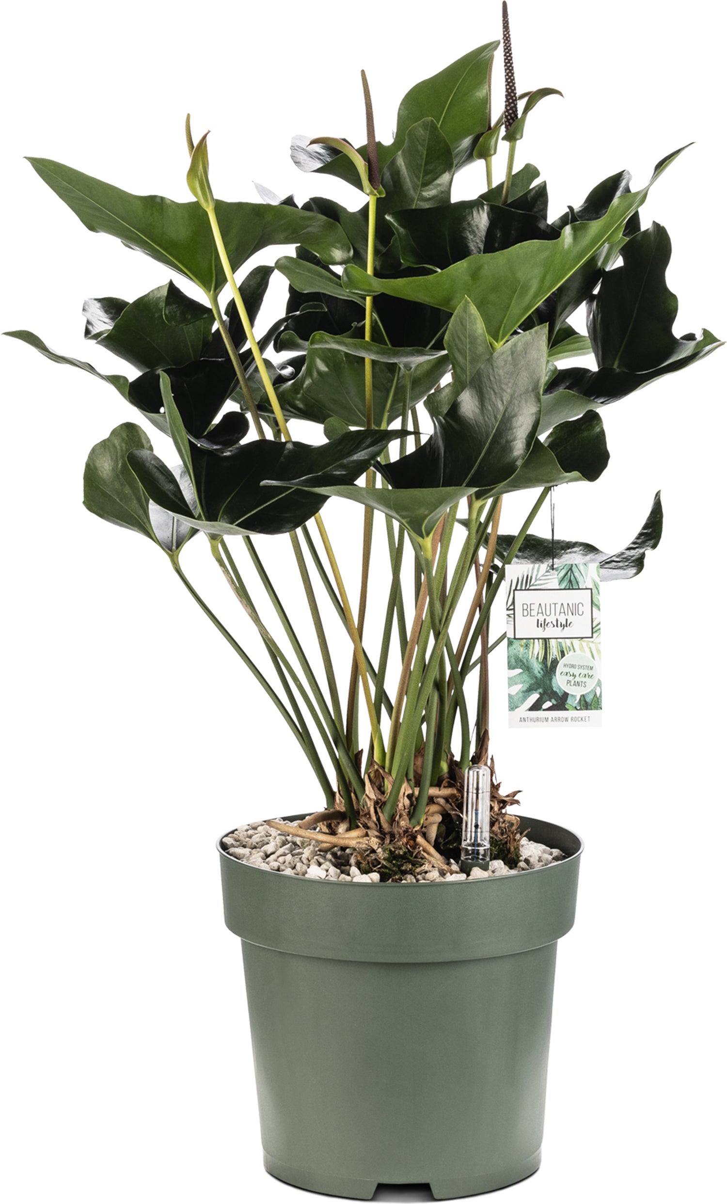 Flamingoplant (Anthurium andreanum 'Arrow') D 30 H 80 cm