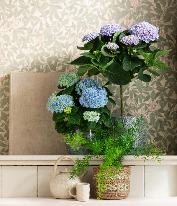Hortensie 'Magical', verschiedene Farben