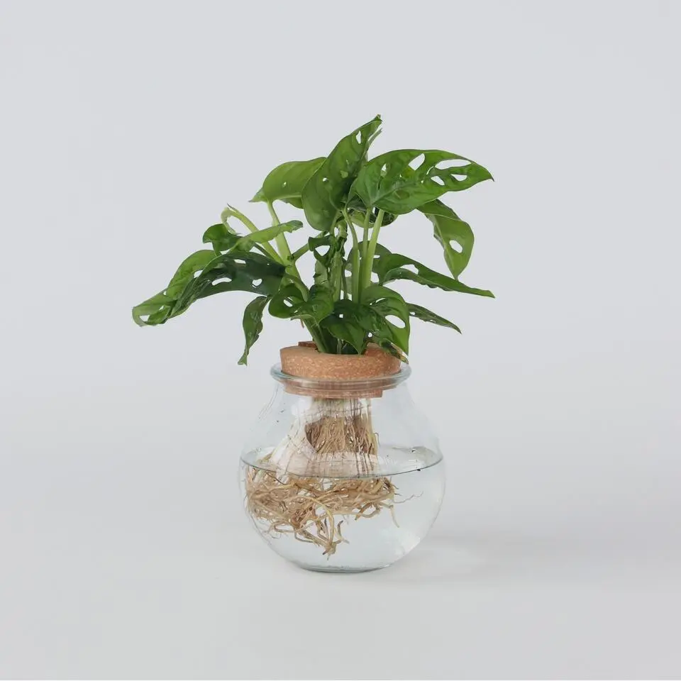 Apenmasker in glas - Monstera adansonii 'Monkey Mask' - Hoogte 25-35cm - ⌀20cm