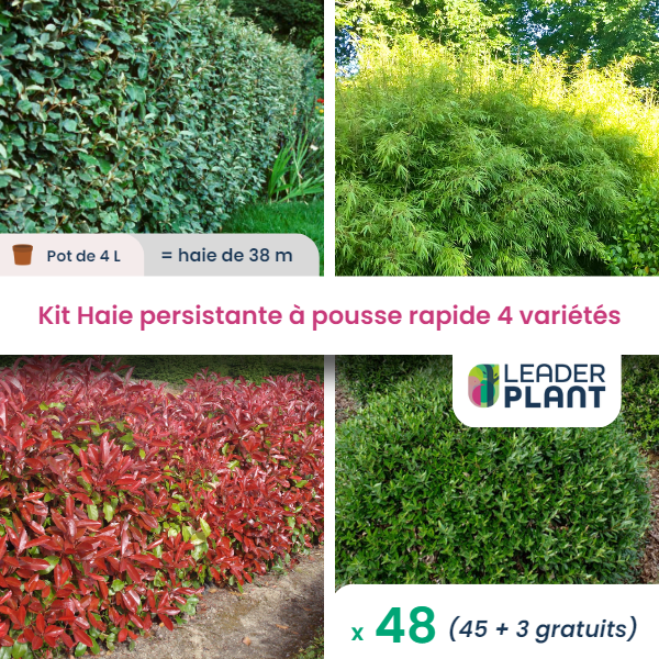 Kit haie persistante à pousse rapide – 4 variétés - lot de 48 plants en pot de 4 l