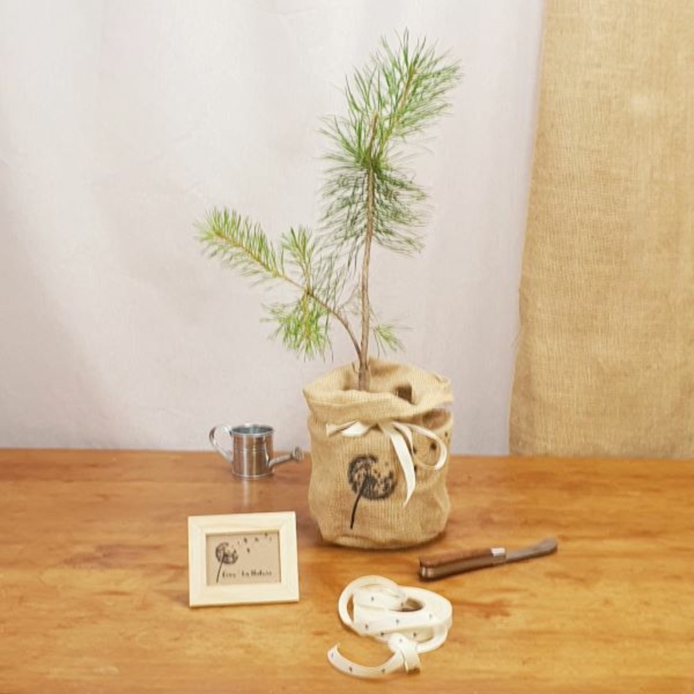 Coffret d'un pin sylvestre avec son infusion de pin bio