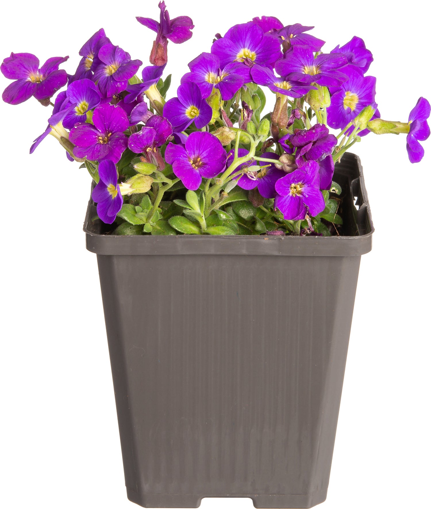 Blauwkussen (Aubrieta 'Hamburger Stadtpark') D 9 H 10 cm