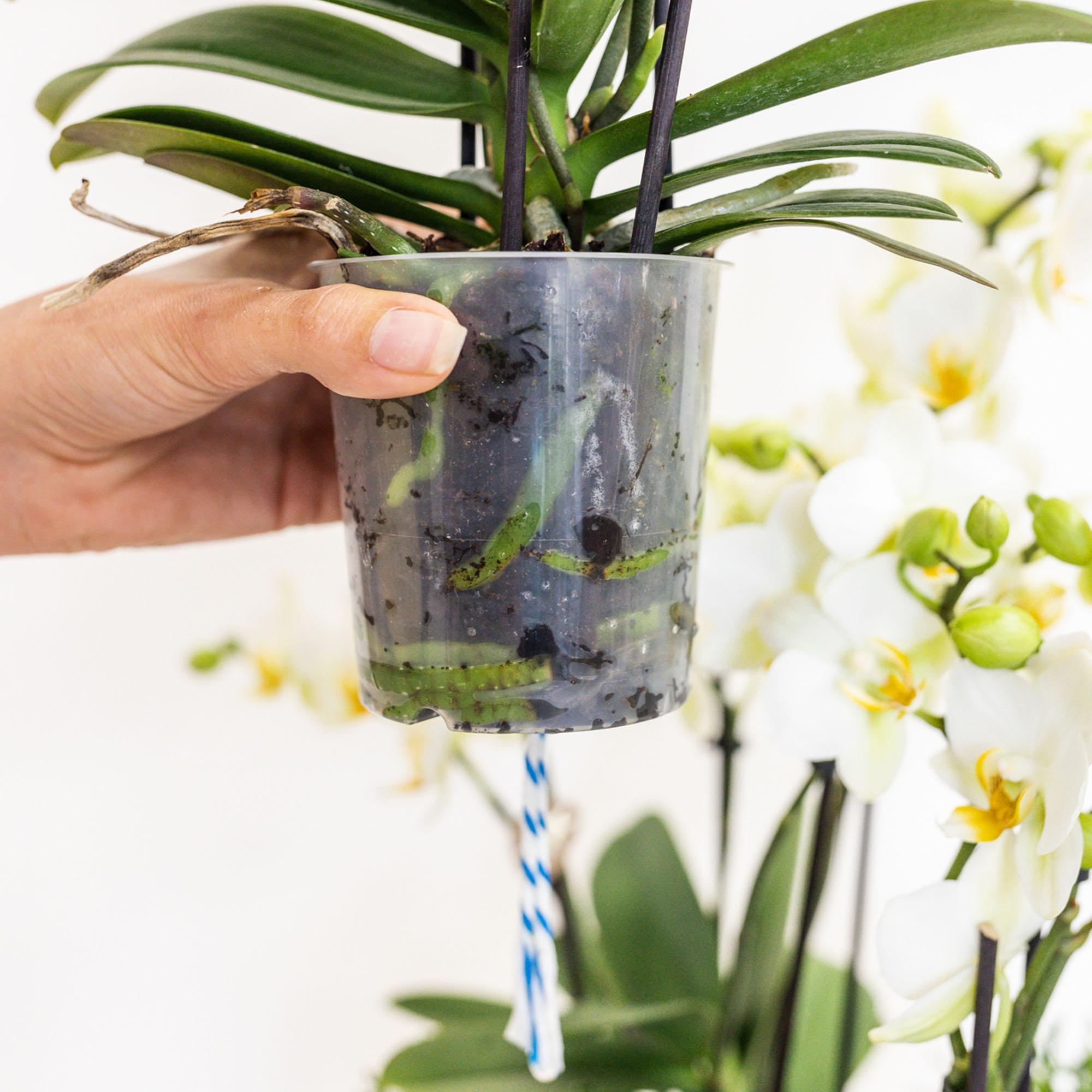 Plante d'intérieur - composition dans un panier en osier avec réservoir d'eau de 3 orchidées blanches et 3 rhipsalis 35cm