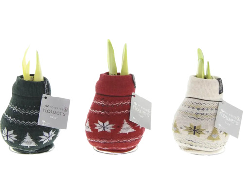 Amaryllis, Ritterstern Nordic FloraSelf Hippeastum Ø 12 cm wax