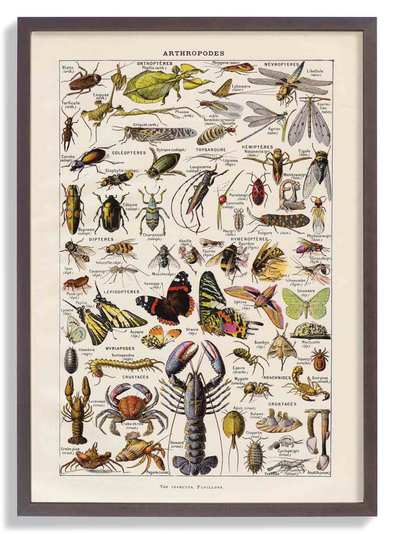 Arthropoden Larousse