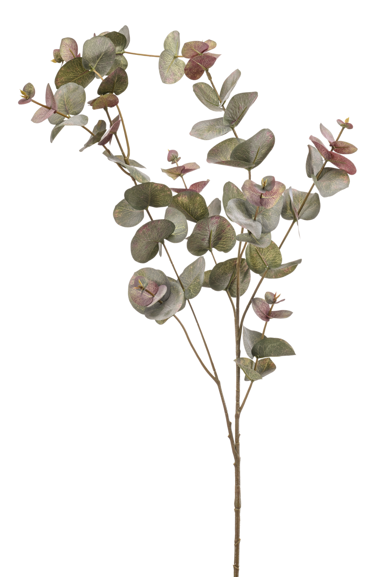 Eucalyptus spray green grey